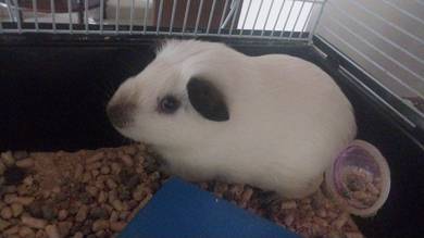 Guniea pig for sale 7month male