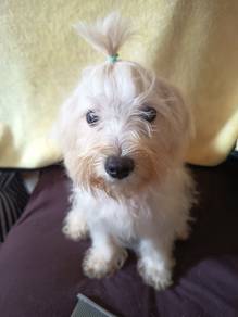 Poodle (pure )