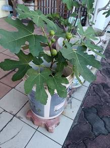 Fig plants in containers