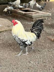 Anak ayam Arab chick chicken bird 