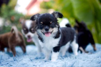 Cute Chihuahua Puppy 001