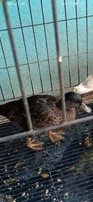 Itik mini callduck