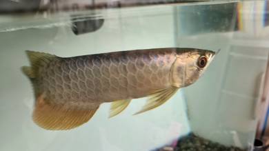 golden head arowana 