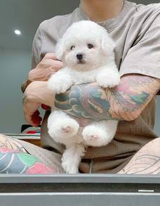 Mini Bichon-Female