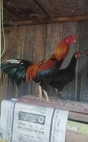 ayam hujung 