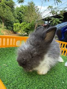 Arnab