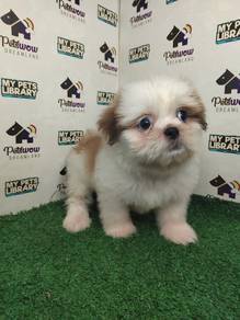 Shih Tzu tri color