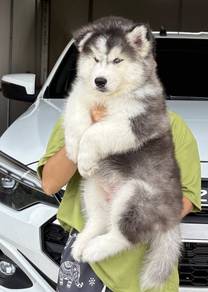 SIBERIAN HUSK PUPPIES 🌻 Boy~Girl Sb123