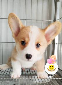 MGG-10011 Welsh Corgi brown & white haired