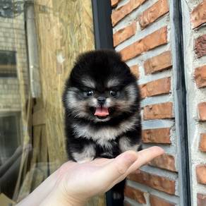 teacup pomeranian 