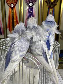 Hagoromo Budgies
