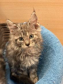 Mainecoon