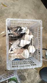 Burung german