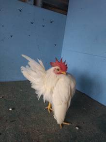 ayam serama 