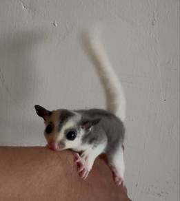 sugar glider male mosaic