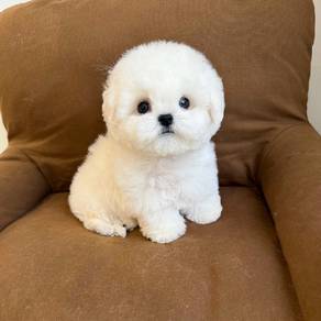 Mini Bichon -girl 