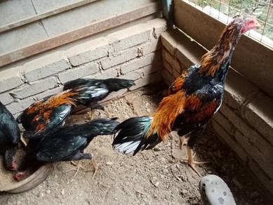ayam ratu