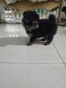 Pure Pomeranian