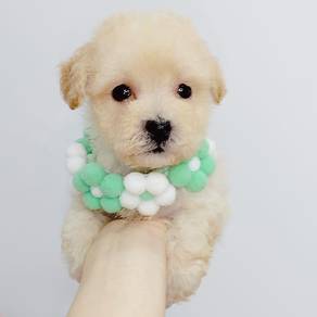 Poodle