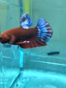 ikan laga Betta fish 