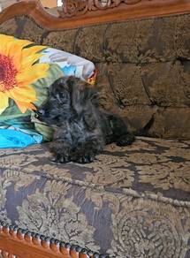 Dachshund mixed Poodle