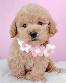 Poodle