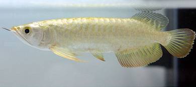 Golden crossback 5 inch -wholesale price