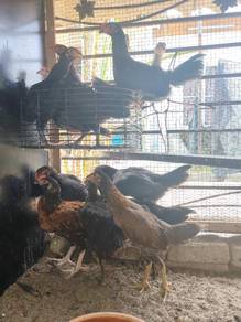 Anak ayam kampung mix