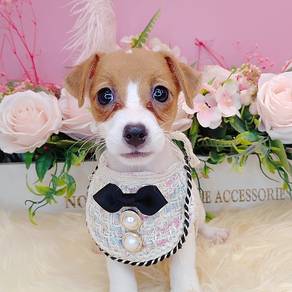 Jack Russell