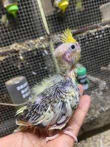 Burung teil