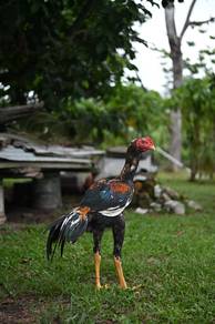 ayam ratu