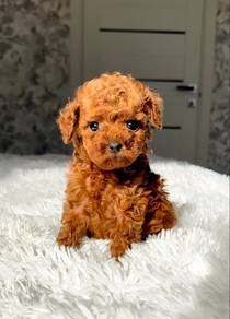 mini poodle!!