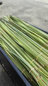Daun Palas Ketupat palas