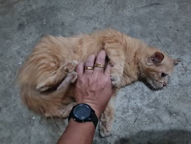 DLH cat