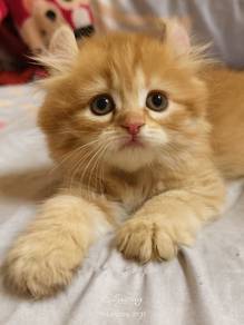 American curl mix dlh