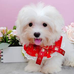 Maltese