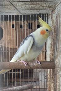 Cockateil jantan semi jinak