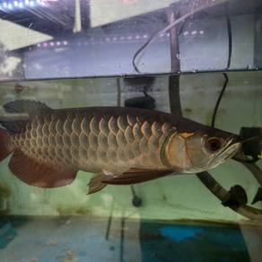 arowana crossback