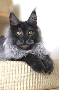 Black Smoke Maine Coon