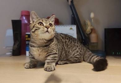 Super short BSH munchkin Kitten Female