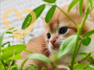 BSH Golden Pure Supercute