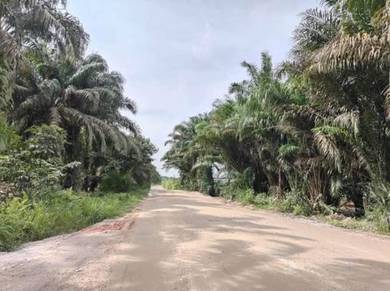 Agricultural Land in Pekan Nanas, JHR