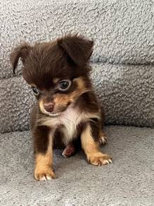 chihuahua-1