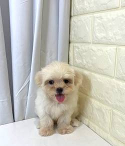 J0373 Maltipoo Soft Curly Puppy