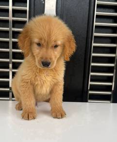 Golden retriever 