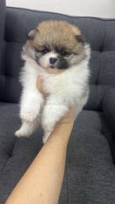 Pure Breed Parti Pomeranian (Female) 纯种花色博美 女生