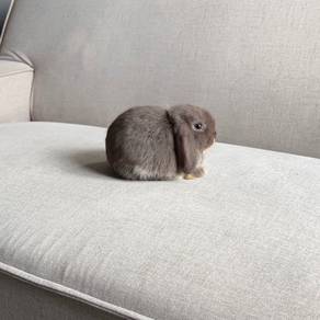 Holland lop bunny earlop rabbit arnab
