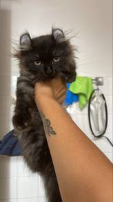 american curl