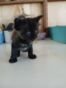 Cat for Rehome