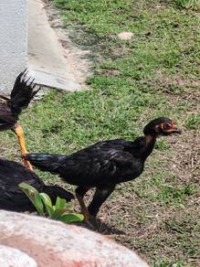 Ayam sabung
